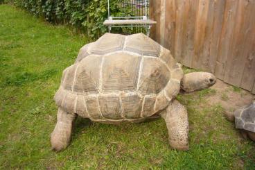 Schildkröten  kaufen und verkaufen Foto: 2x Aldabrachelys gigantea Seychellen Riesenschildkröte 95cm