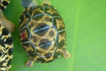 Turtles and Tortoises kaufen und verkaufen Photo: 8x Astrochelys radiata Strahlenschildkröten high yellow und brownie