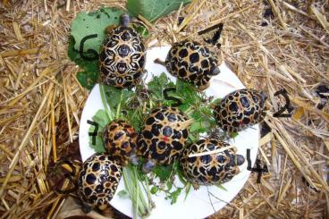 Turtles and Tortoises kaufen und verkaufen Photo: 5x Astrochelys radiata Strahlenschildkröten high yellow und brownie