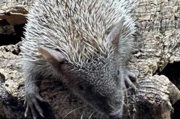 Exotische Säuger kaufen und verkaufen Foto: Kleiner Igeltanrek - Echinops telfairi