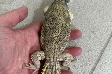 Lizards kaufen und verkaufen Photo: Uromastyx Princeps 1.2.0 CB 2020/2021