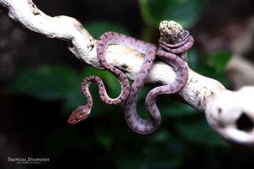 Boas kaufen und verkaufen Photo: Corallus Hortulanus Calico female 0.1 - CB2023