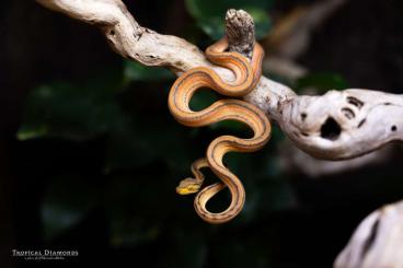 Boas kaufen und verkaufen Foto: Corallus Hortulanus Tigers 1.3.2 - CB2023