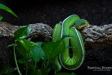 Boas kaufen und verkaufen Photo: Corallus Batesii pair 1.1