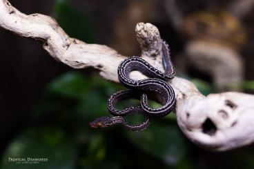 Boas kaufen und verkaufen Foto: Corallus Hortulanus 0.0.6