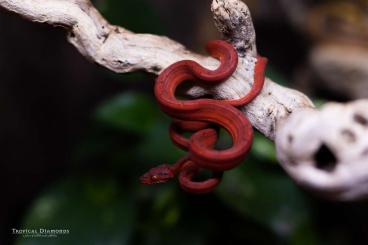 Boas kaufen und verkaufen Foto: Corallus Hortulanus 0.0.6