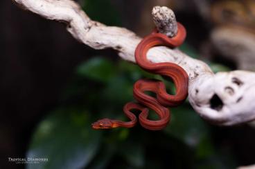 Boas kaufen und verkaufen Photo: Corallus Hortulanus 0.0.3