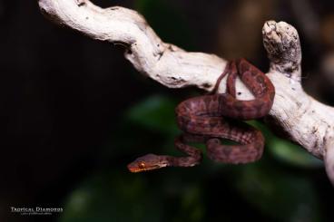 Boas kaufen und verkaufen Foto: Corallus Hortulanus 0.4 - CB2023