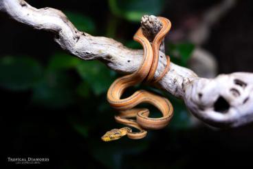 Boas kaufen und verkaufen Foto: Corallus Hortulanus Tigers 1.3.2 - CB2023