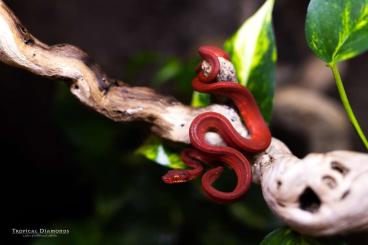 Boas kaufen und verkaufen Photo: Corallus Hortulanus 0.0.5