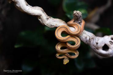 Boas kaufen und verkaufen Foto: Corallus Hortulanus Tigers 1.3.2 - CB2023