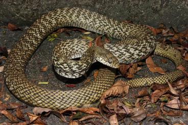 Snakes kaufen und verkaufen Photo: elaphe carinata yonaguniensis and Carinata high yellow 