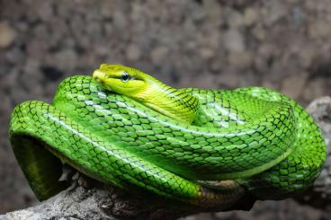 Colubrids kaufen und verkaufen Photo: Gonyosoma oxycephalum proven breeder Colubrids kaufen und verkaufen Photo: Gonyosoma oxycephalum proven breeder