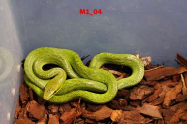 Colubrids kaufen und verkaufen Photo: Gonyosoma Oxycephalum CB 2025 Colubrids kaufen und verkaufen Photo: Gonyosoma Oxycephalum CB 2025