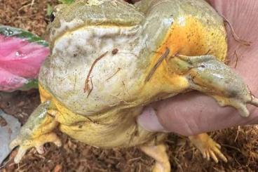 frogs kaufen und verkaufen Photo: Pyxicephalus Adspersus pixie  gesucht