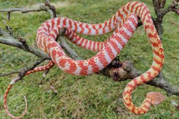 Schlangen kaufen und verkaufen Foto: Night tigers, Boiga fusca (irregularis)