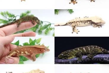 Geckos kaufen und verkaufen Foto: Geckos for hamm september