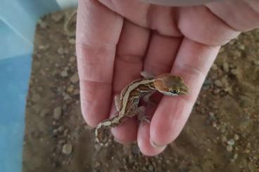 Geckos kaufen und verkaufen Foto: Unbestimmte Großkopfgecko Jungtiere
