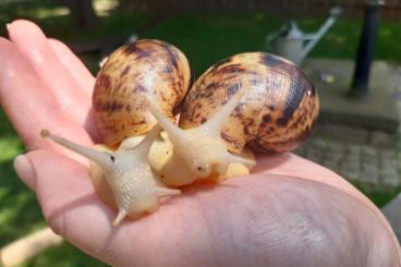 Schnecken kaufen und verkaufen Foto: Lissachatina reticulata Körperalbino 