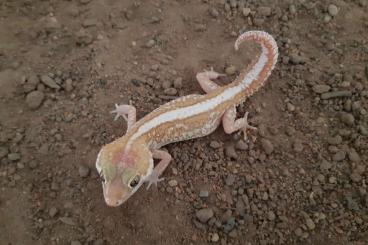 Geckos kaufen und verkaufen Photo: Paroedura picta Großkopfgecko Männchen