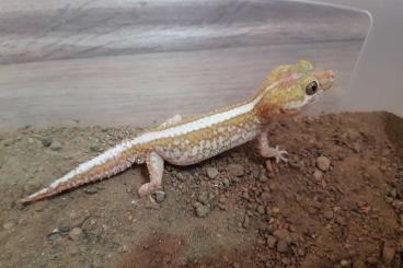 Geckos kaufen und verkaufen Photo: Paroedura picta, Ambystoma mexicanum 