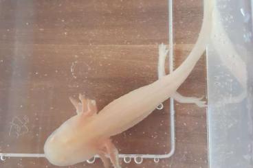 Schwanzlurche kaufen und verkaufen Foto: Axolotl Ambystoma mexicanum 