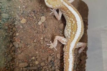 Geckos kaufen und verkaufen Foto: 1.0 Paroedura picta Männchen 