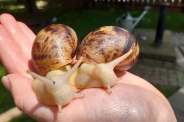 Schnecken kaufen und verkaufen Foto: Achatschnecken Lissachatina reticulata 