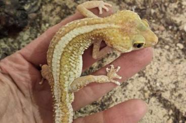 Geckos kaufen und verkaufen Foto: Paroedura picta Madagaskar Großkopfgecko 