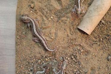 Lizards kaufen und verkaufen Photo: Paroedura picta Madagaskar Großkopfgecko 