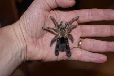 - bird spiders kaufen und verkaufen Photo: Vogelspinnen:  ,shipping EU