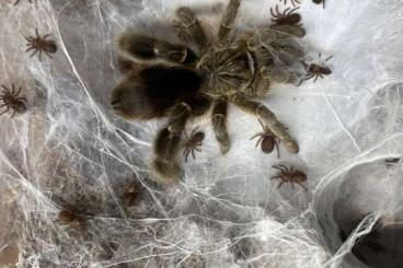 - bird spiders kaufen und verkaufen Photo:  Prag or shipping UPS - EU