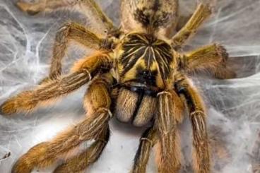 Vogelspinnen kaufen und verkaufen Foto: spiders for sale, shiping EU, - Prag,