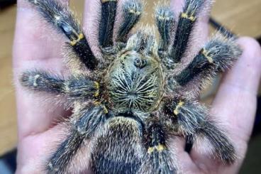 - bird spiders kaufen und verkaufen Photo: spiders for sale, shipping EU, - Prag- - bird spiders kaufen und verkaufen Photo: spiders for sale, shipping EU, - Prag-