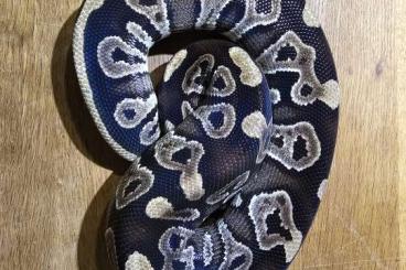 Ball Pythons kaufen und verkaufen Photo: Python Regius Nachzuchten