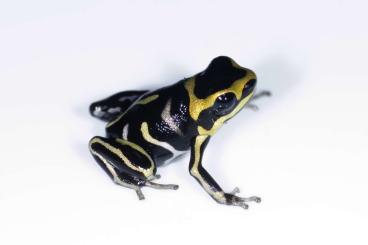 Poison dart frogs kaufen und verkaufen Photo: Ranitomeya summersi "Reticulated" - Formerly Fantastica