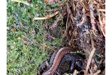 Newts kaufen und verkaufen Photo: Sibirischer Winkelzahnmolch/Salamandrella keyserlingii