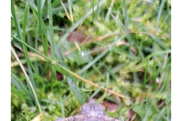 Schildkröten  kaufen und verkaufen Foto: Trachemys decussata decussata