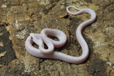 Colubrids kaufen und verkaufen Photo: Kornnattern / Corn Snakes