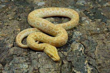 Schlangen kaufen und verkaufen Foto: verschiedene Riesenschlangen / Boas und Pythons