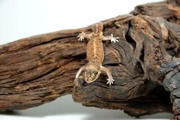 Geckos kaufen und verkaufen Photo: Afrikanische Fettschwanzgeckos / Nephrurus