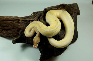 Ball Pythons kaufen und verkaufen Photo: Königspythons / Ball Pythons