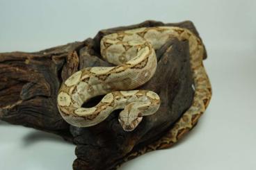 Boas kaufen und verkaufen Foto: Boa constrictor / Boa imperator