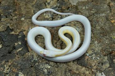 Schlangen kaufen und verkaufen Foto: Kornnattern / Corn Snakes