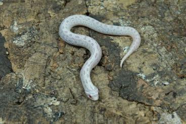 Snakes kaufen und verkaufen Photo: Hakennasennattern / Hognose Snakes / Heterodon nasicus