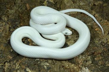 Snakes kaufen und verkaufen Photo: verschiedene Arten / different species