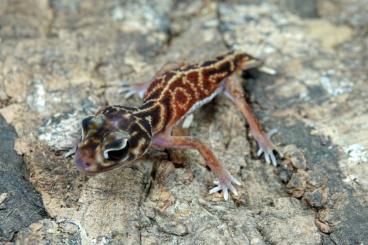 Geckos kaufen und verkaufen Photo: Nephrurus / African Fat-Tail / Leopardgeckos / Eublepharis