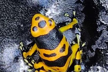 frogs kaufen und verkaufen Photo: BIETE Verschiedene Dendrobaten