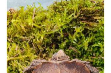 Turtles and Tortoises kaufen und verkaufen Photo: Geoemyda spengleri adult male