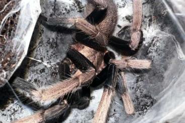 - bird spiders kaufen und verkaufen Photo: Chilobrachys sp. Cambodian Blue RH 